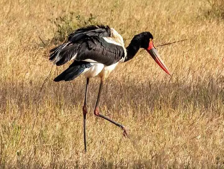 Saddle billed Stork